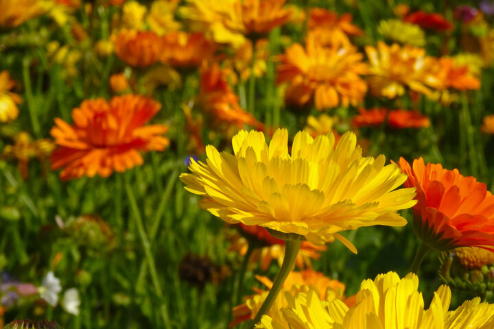 Ein Feld mit Ringelblumen