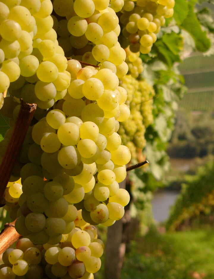 Weintrauben im Weinberg Weintrauben im Weinberg