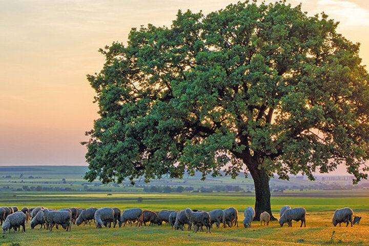 Baum mit einer grasenden Schafherde
