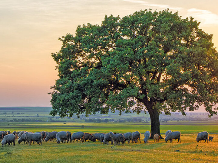 Baum mit einer grasenden Schafherde